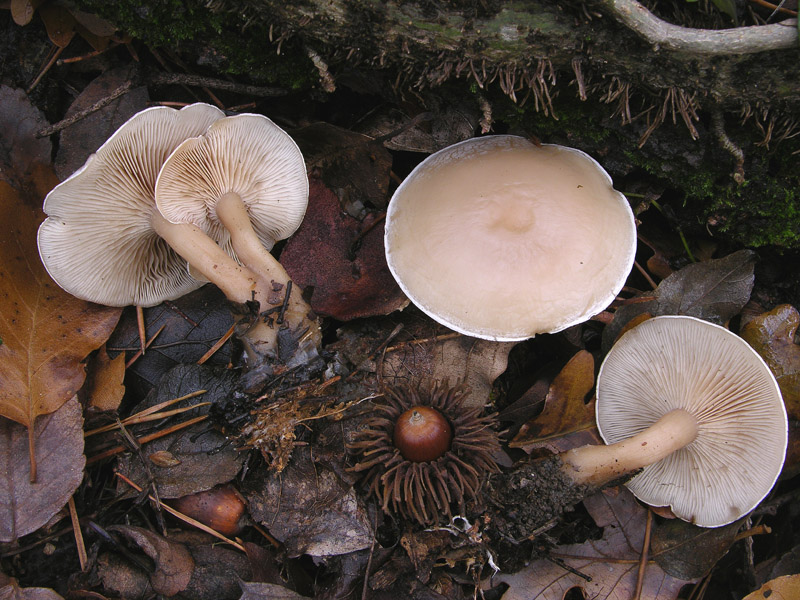 5 giorni d''acqua...poi i funghi (25 novembre)